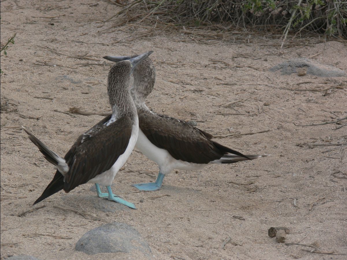 Blue footed booby135